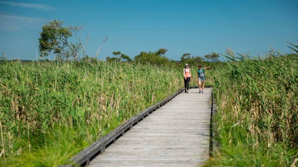 Une passerelle en bois dans des marais de l'île d'Hokkaido