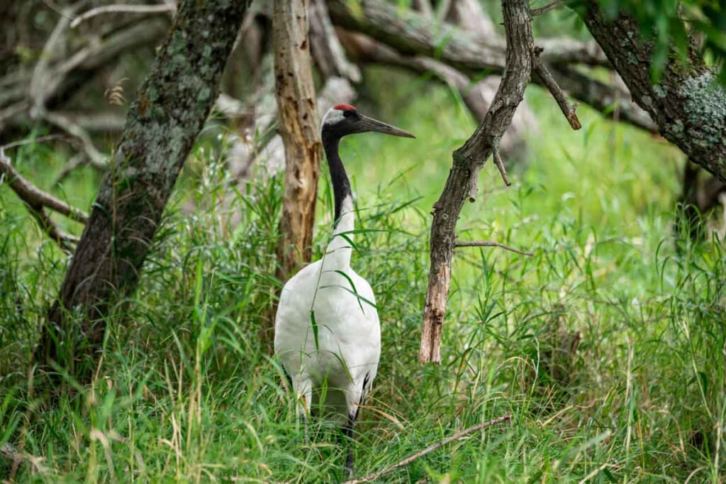 Une grue du Japon dans un parc national d'Hokkaido