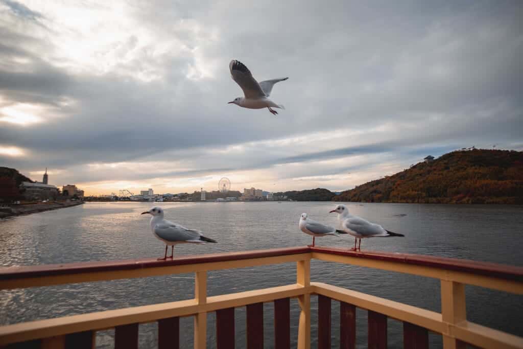 Des mouettes autour d'un bateau sur un lac japonais de la préfecture de shizuoka
