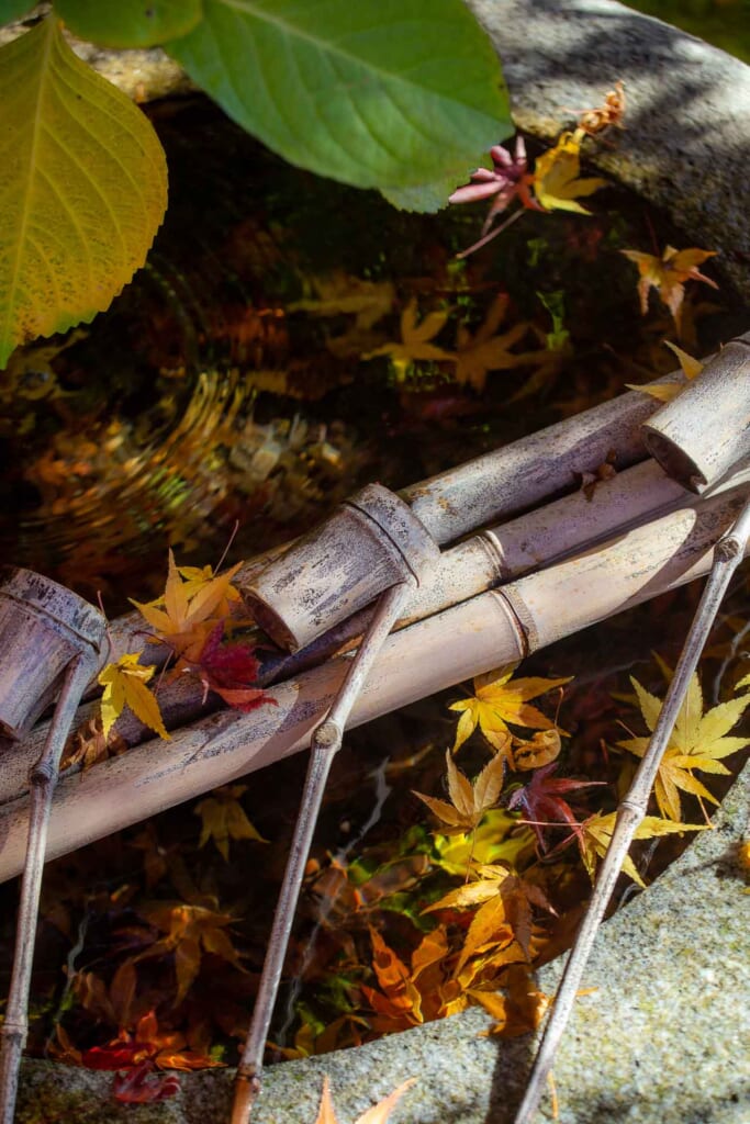 Une fontaine japonaise dans un temple où sont tombées de feuilles d'érables japonais