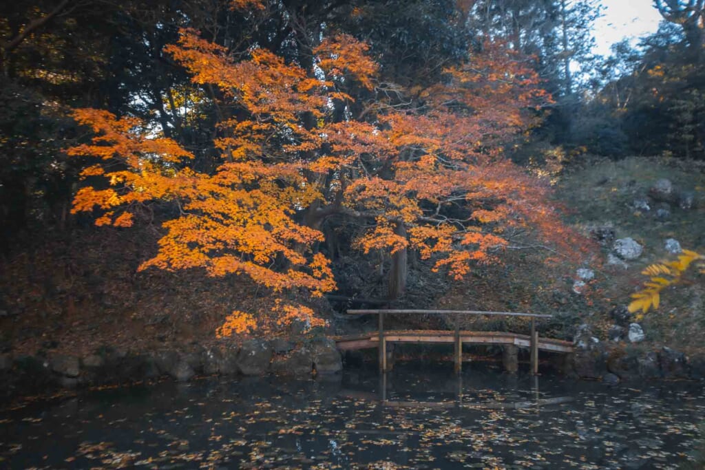 Un érable japonais durant l'automne dans le jardin d'un temple à Hamamatsu