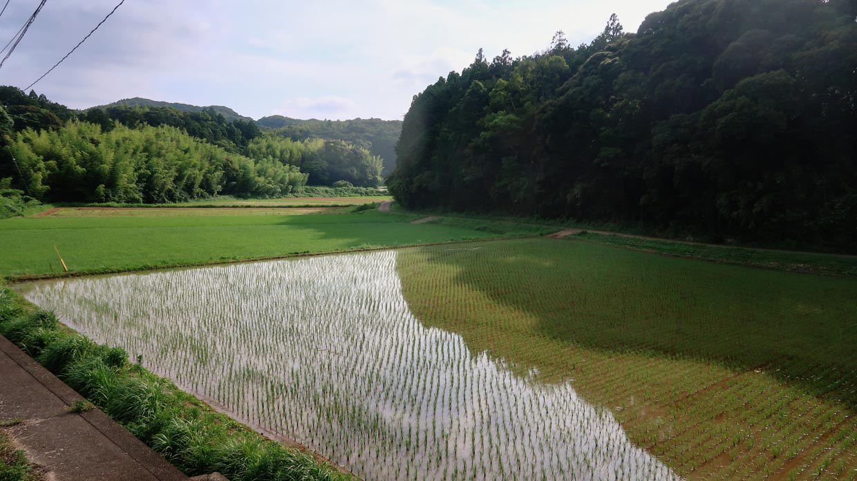 Rizière mise en eau dans l'intérieur de l'île d'Iki