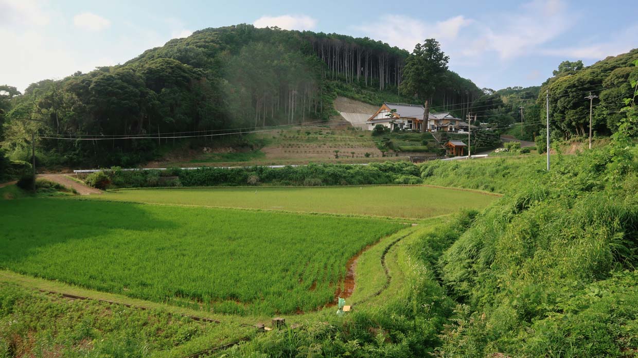 Paysage de rizière le long des routes de l'intérieur de l'île d'Iki