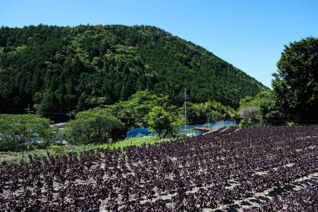Champ de shiso rouge dans la campagne japonaise à Ohara, Kyoto