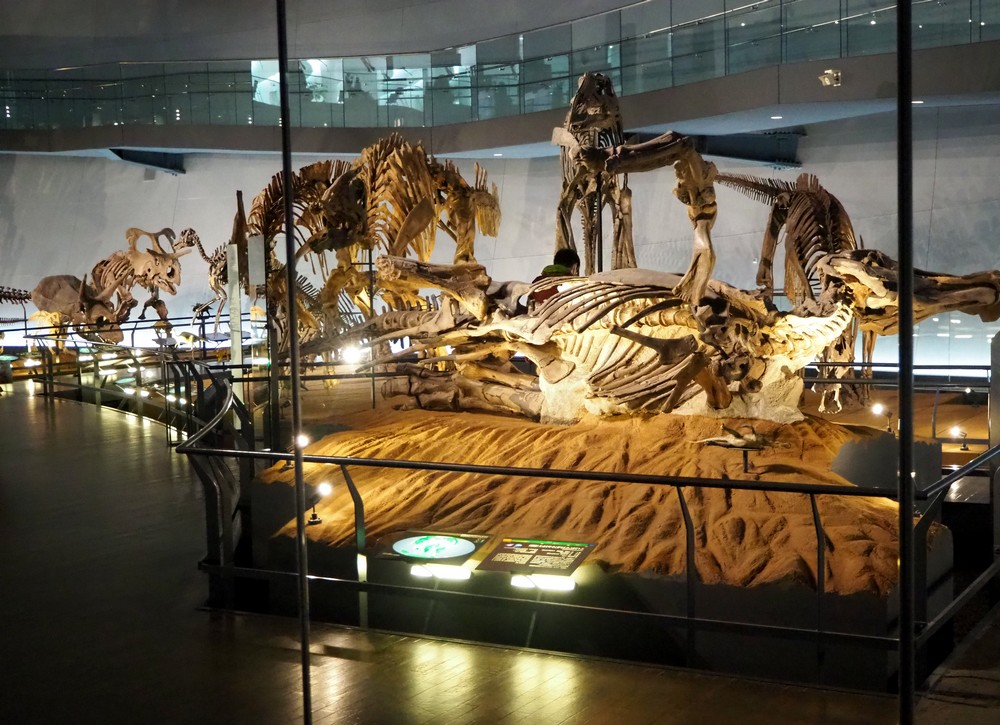 Squelettes de dinosaures au musée des dinosaures de Fukui au Japon