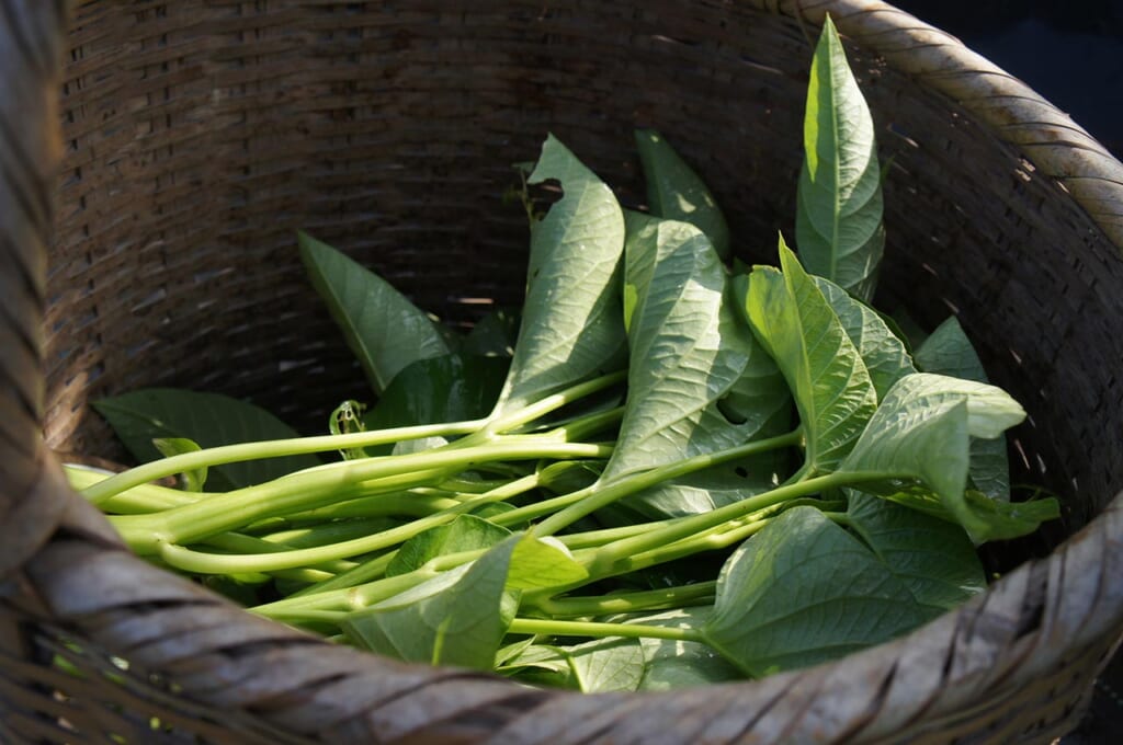 Légumes verts japonais bio fraichement cueillis dans un pannier. 