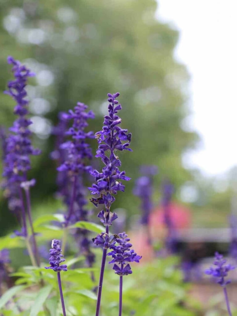 Semboku - Jardin d'herbes aromatiques Tazawako Heart Herb Garden
