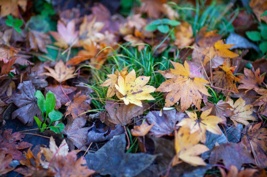 feuilles d'érables japonais sur le sol