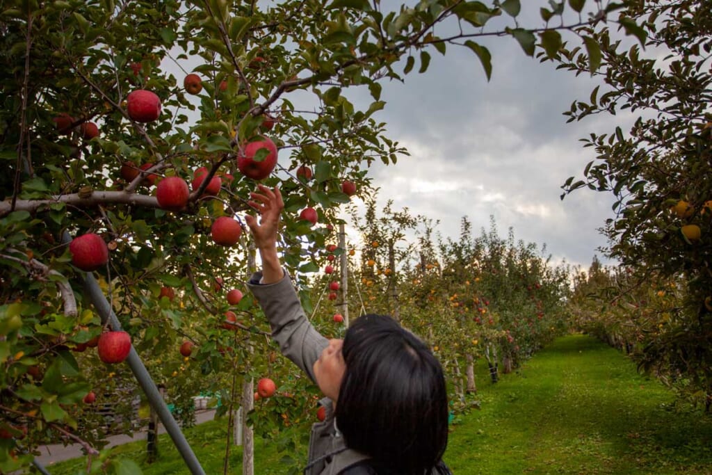 Verger de pommes à Aomori
