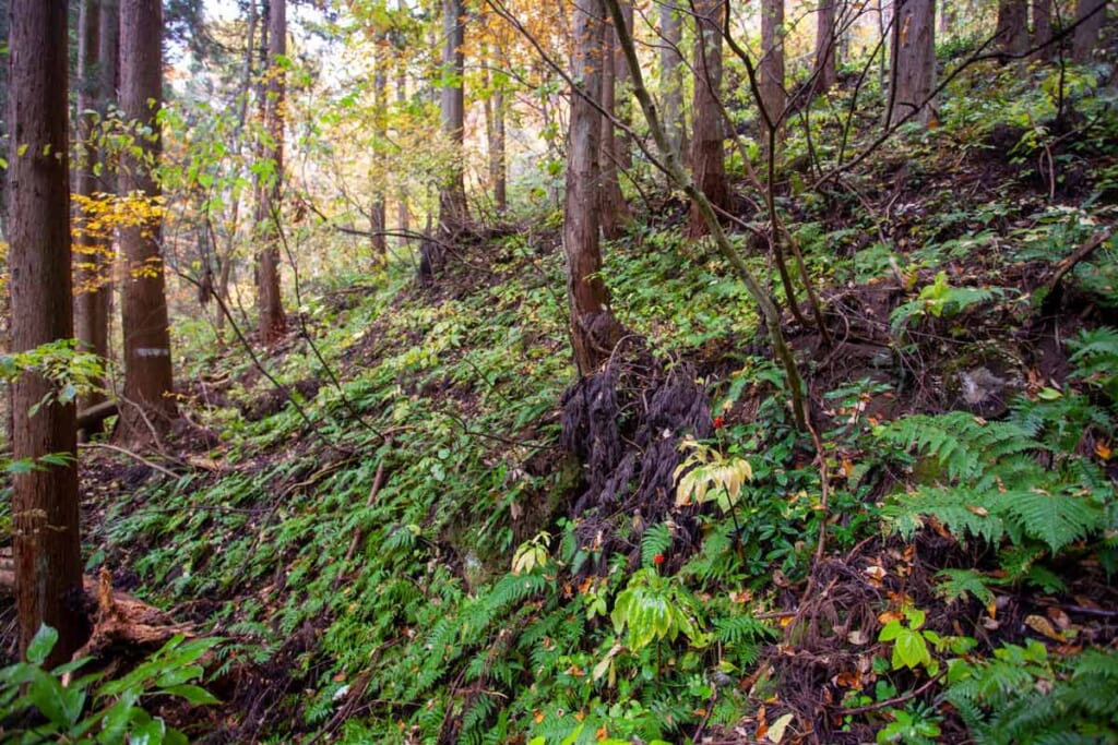 Fougères tapissant le sol d'une forêt