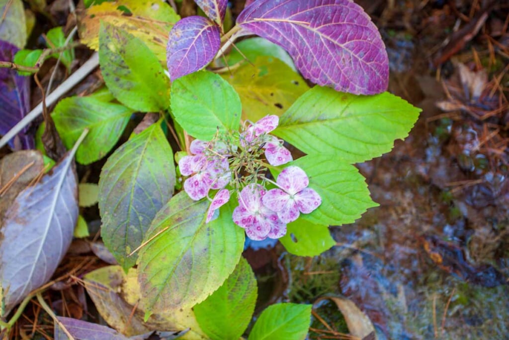 Une fleur sauvage dans le parc national Bandai-Asahi au Japon