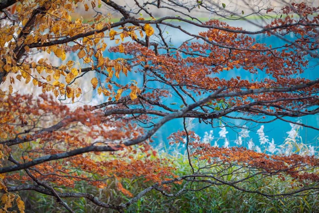 L'étang bleu turquoise Aonuma dans le Tohoku au Japon