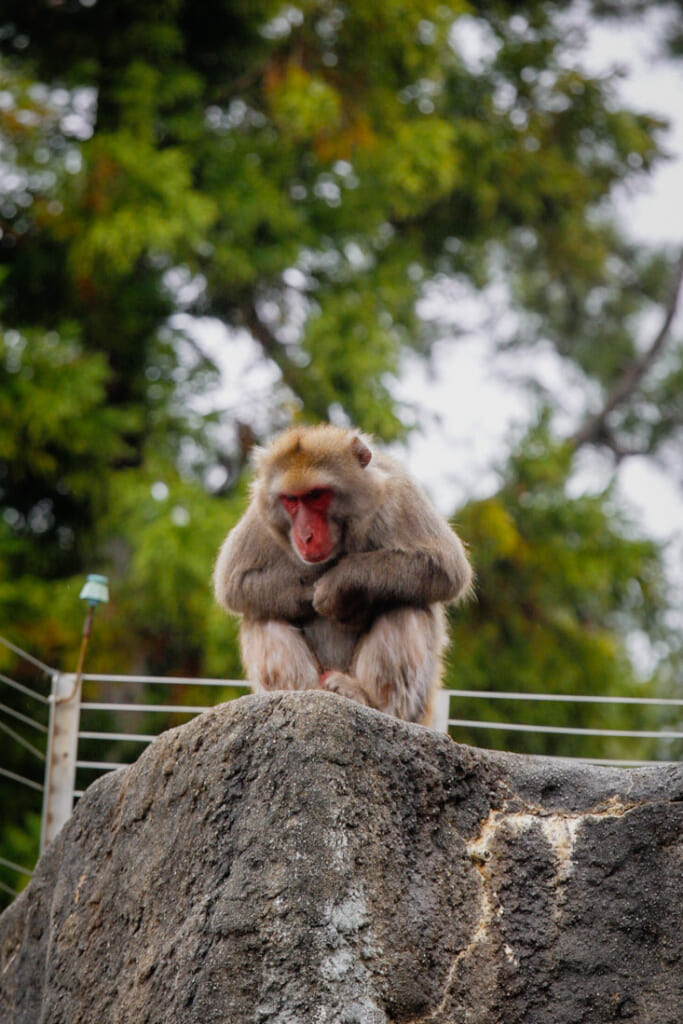 Singe du zoo de Hamamatsu