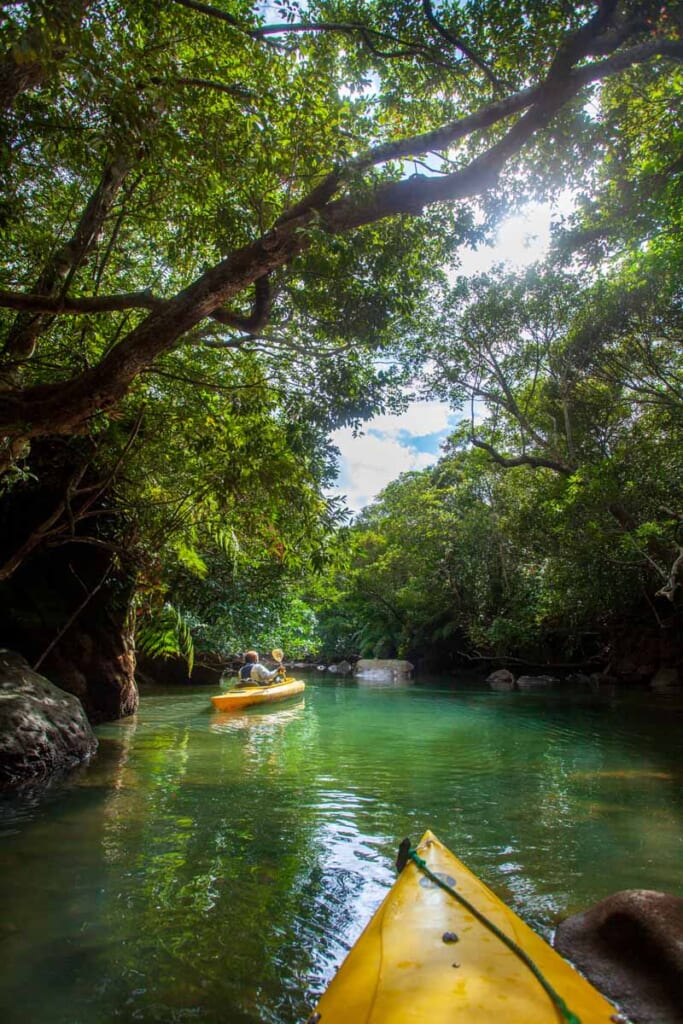 en kayak dans la mangrove d'Iriomote