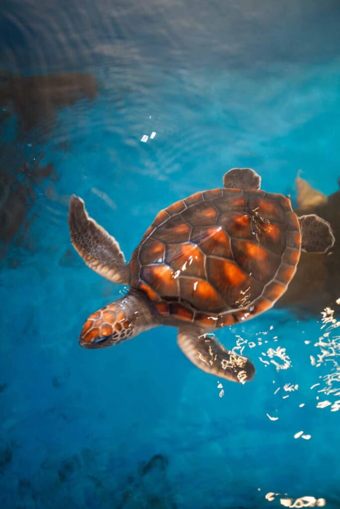 tortue marine à Kuroshima