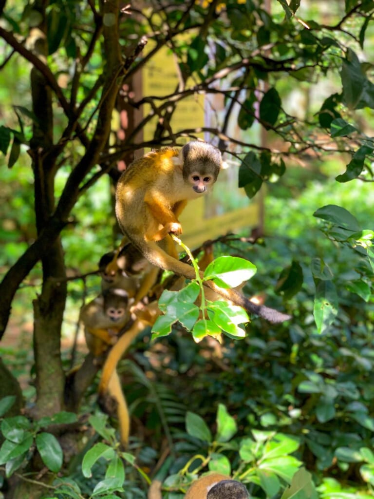 singe écureuil au Ishigaki Yaima Village