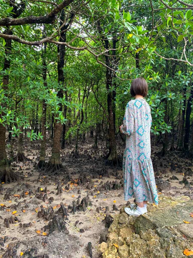 jungle de mangrove à Ishigaki