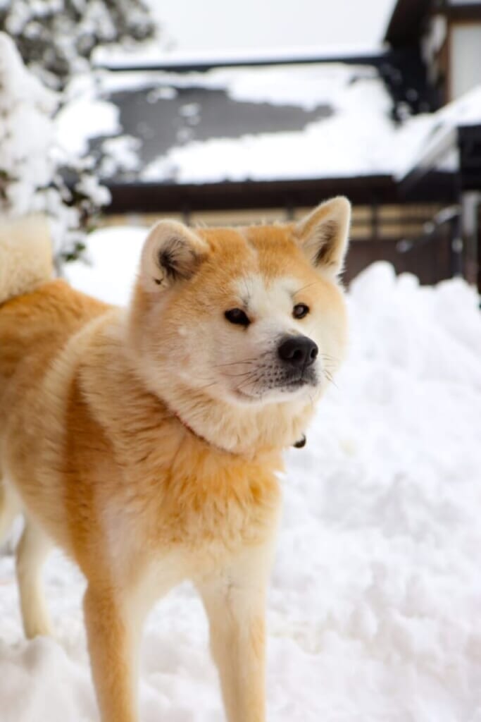 chien akita inu
