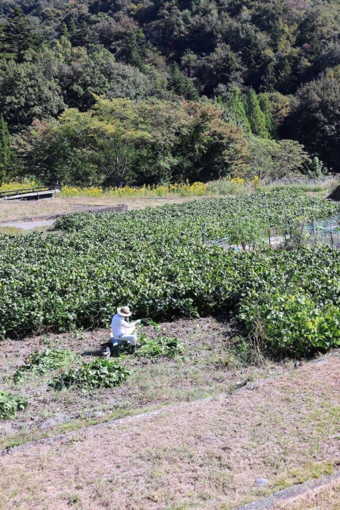 champ de fèves de soja