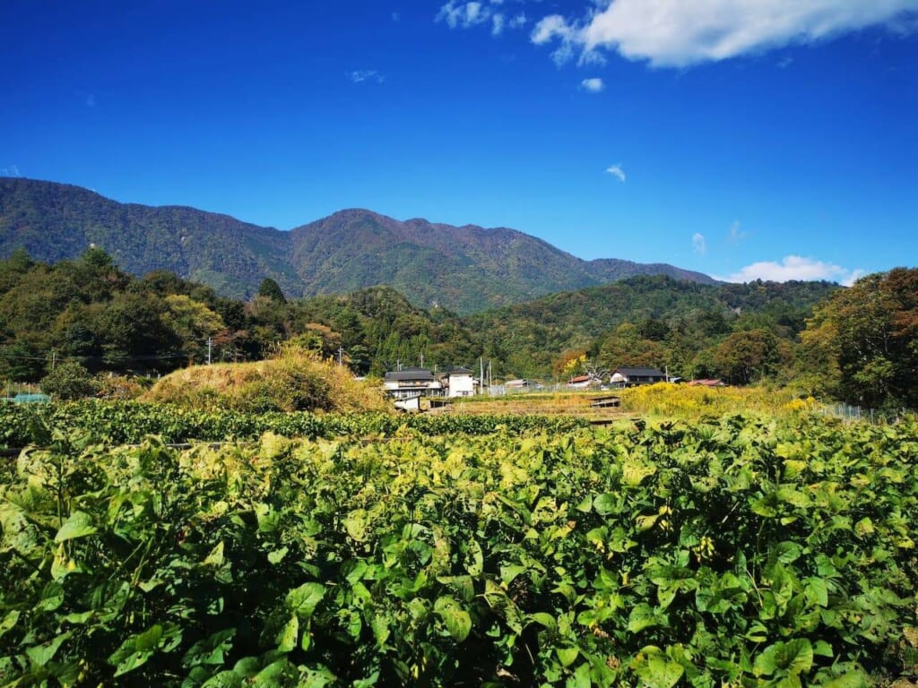 champ de fèves de soja au Japon