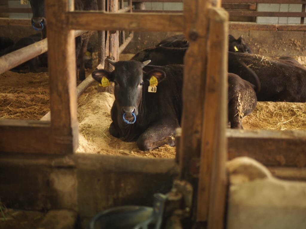 élevage bœuf de Kobe