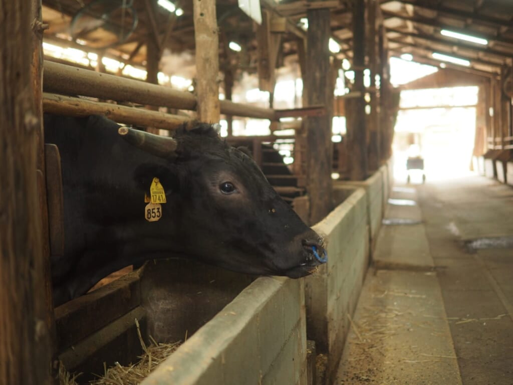 élevage bœuf de Kobe