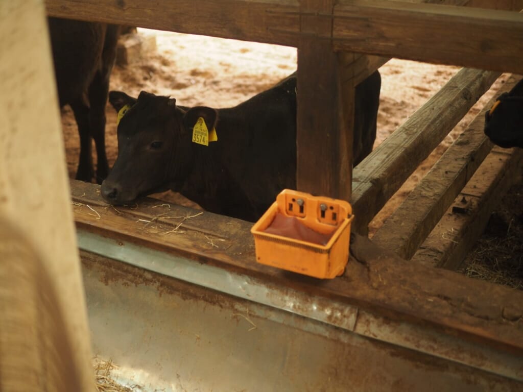 élevage bœuf de Kobe