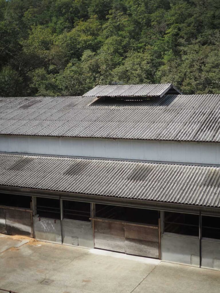 élevage bœuf de Kobe