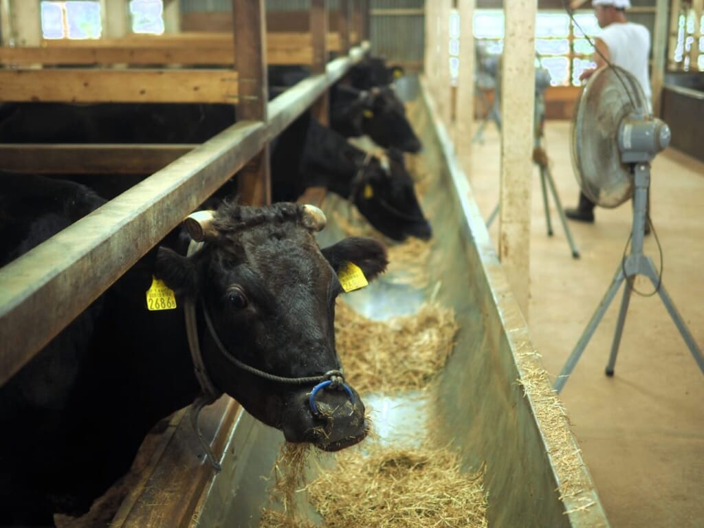 élevage bœuf de Kobe