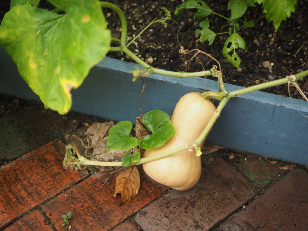 courge butternut