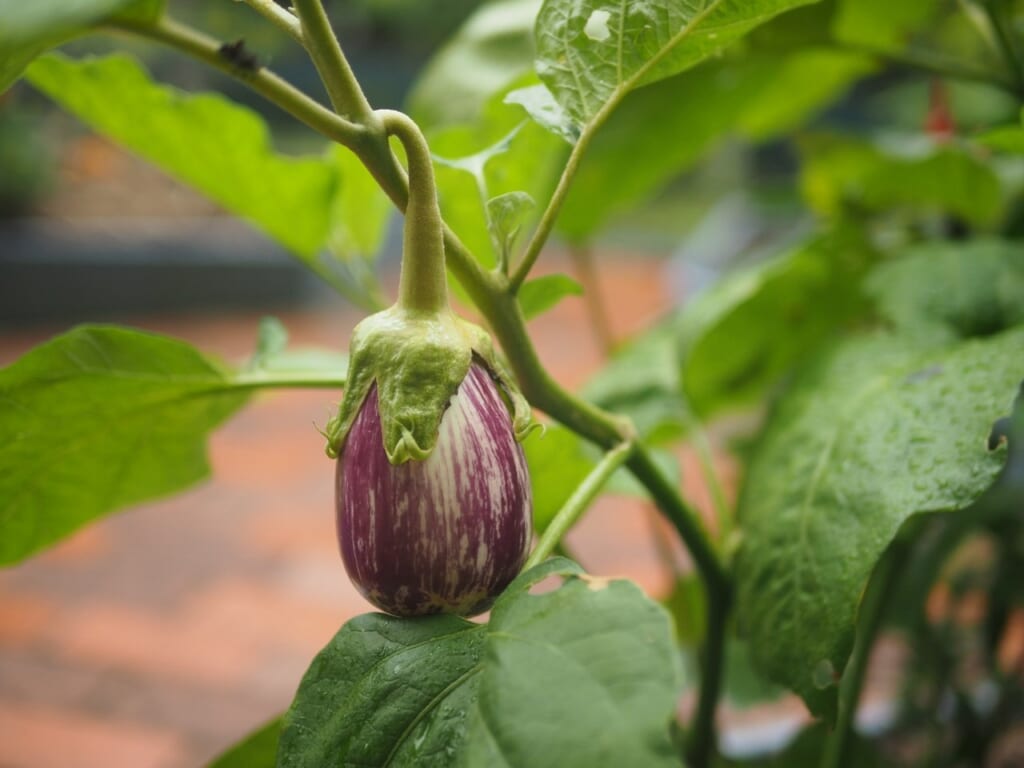 aubergine