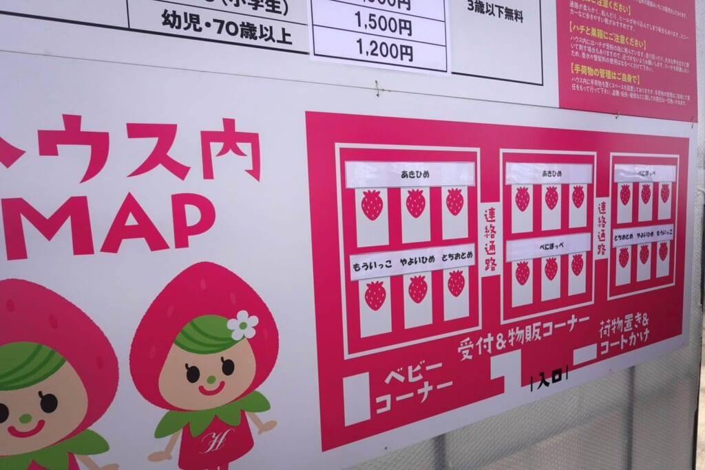 Cueillette de fraises à Helena Strawberry Land de la préfecture de Fukushima