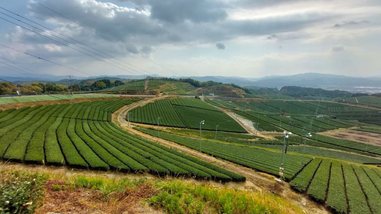 Plantation de thé au Japon, à Yame, sur l'île de Kyushu