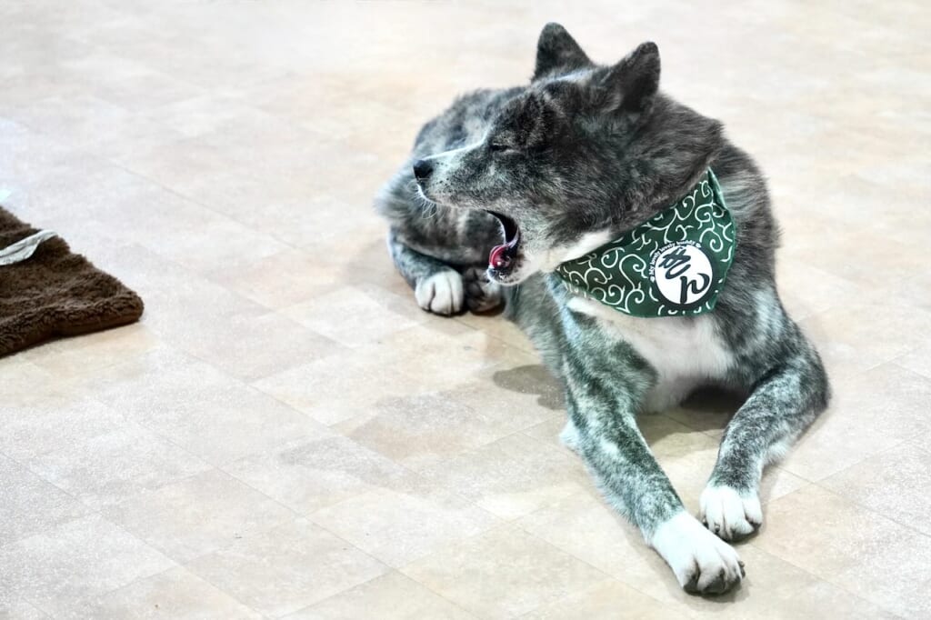 chien Akita Inu ("Kin")