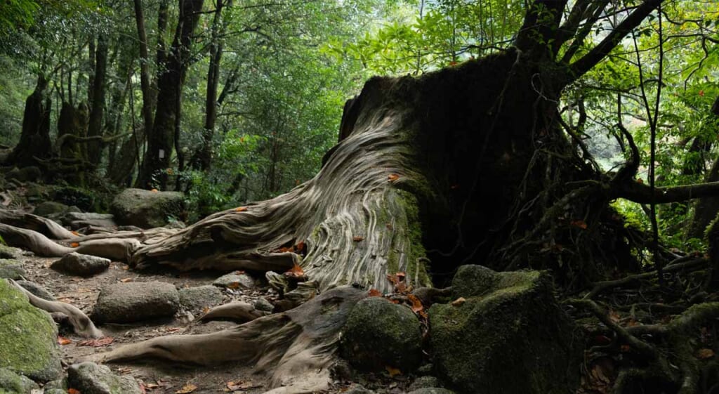 La forêt de Yakushima