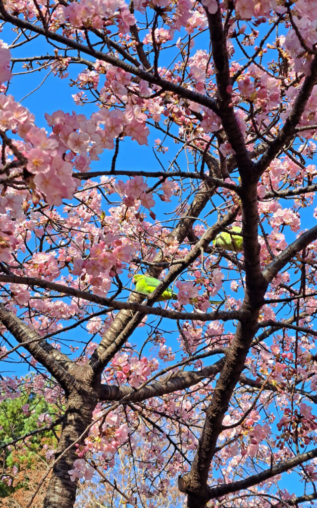Cerisier précoce japonais