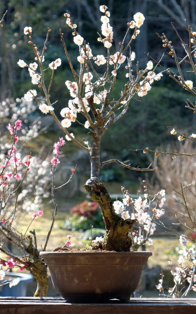 Les pruniers en hiver au Japon