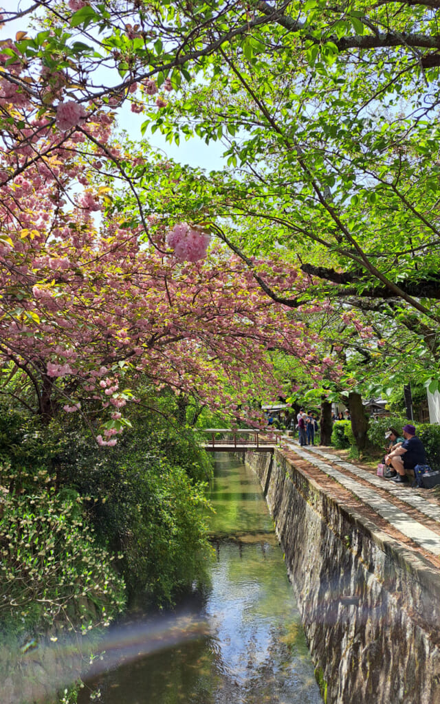 Kyoto et sakura