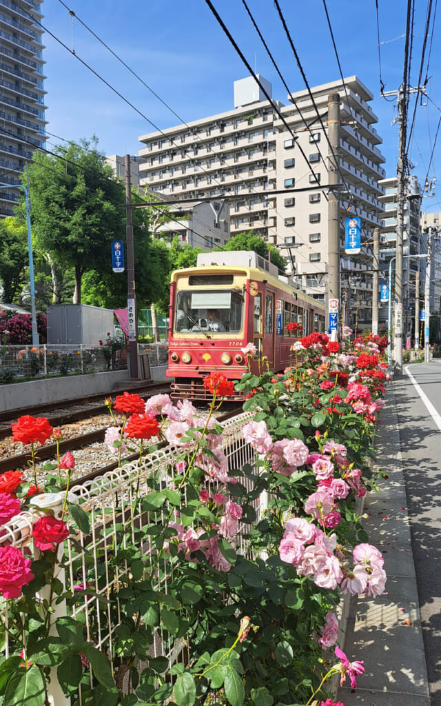 Les roses en mai à Tokyo