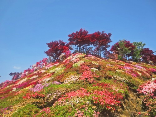 Cerca de la ciudad de Omura, a una hora de camino conduciendo desde la ciudad de Nagasaki, le espera el Parque de las Azaleas Matsumoto.