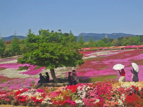 Festival de las Azaleas: paraíso de arte impresionista natural