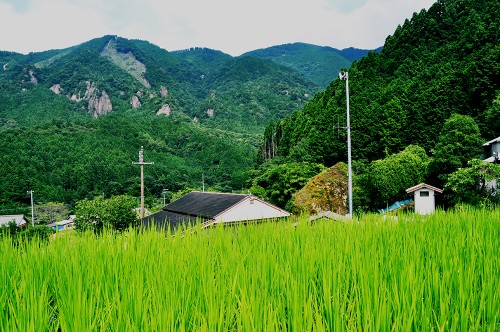 Camposde arroz de Kumano.