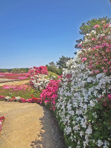 Azaleas Beni-Kirishima.