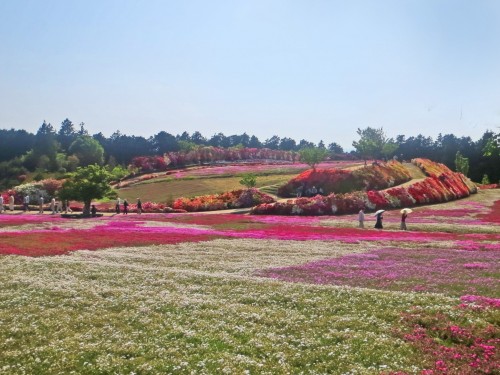 capos de shiba sakura