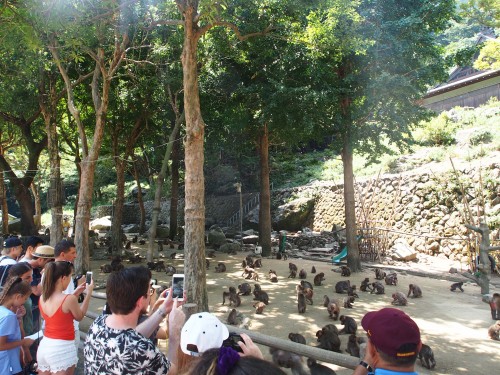 Monos de Takasakiyama, en Oita.