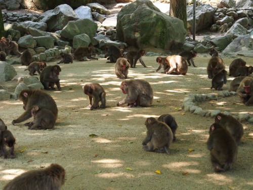 Monos de Takasakiyama, en Oita.