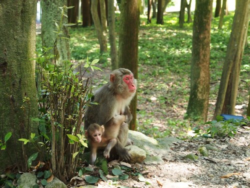 Monos de Takasakiyama, en Oita.