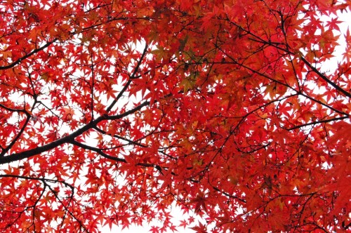 Kunenan Kanzaki: momijis en un bello jardín japonés