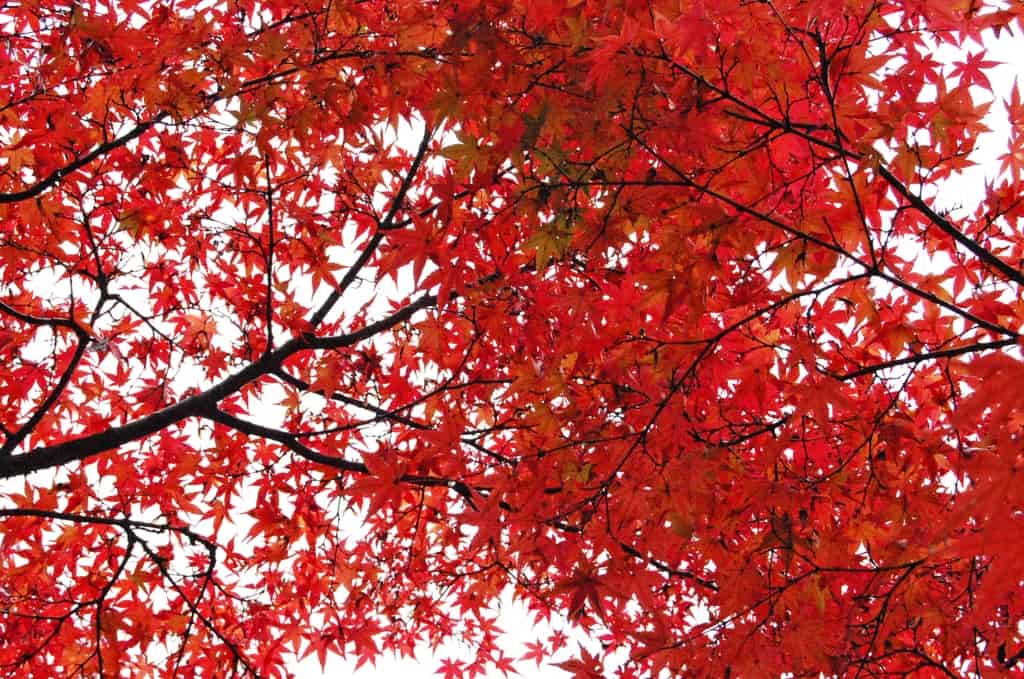 Kunenan Kanzaki: momijis en un bello jardín japonés