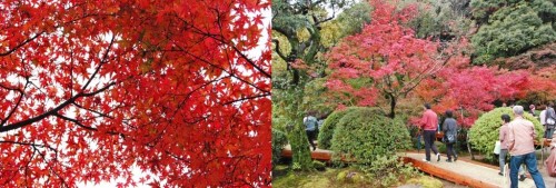 Momijis (hojas otoñales) en el jardín Kunenan Kanzaki (Japón)
